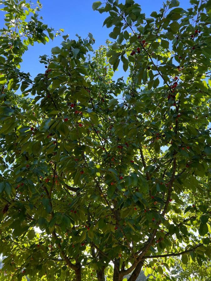 Borgo Al Canto Degli Alberi Lucca Eksteriør billede